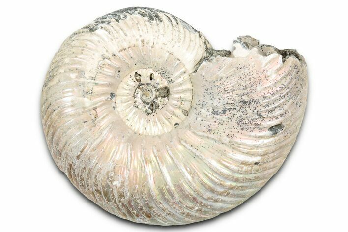 Iridescent, Pyritized Ammonite (Quenstedticeras) Fossil - Russia #337338